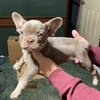 Dracula, a male French Bulldog for sale in Florence, AL – Photo 5 of 6