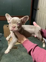 Dracula, a male French Bulldog for sale in Florence, AL – Photo 5 of 6