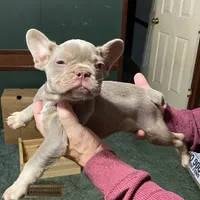 Dracula, a male French Bulldog for sale in Florence, AL – Photo 4 of 6