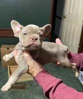 Dracula, a male French Bulldog for sale in Florence, AL – Photo 4 of 6