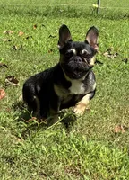 Pepper, a female French Bulldog for sale in Florence, AL – 3 of 10
