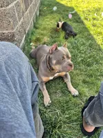 Lucy, a female American Bully for sale in Union, NJ – 9 of 10