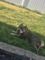 Lucy, a female American Bully for sale in Union, NJ – 4 of 10