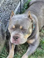 Lucy, a female American Bully for sale in Union, NJ – 8 of 10
