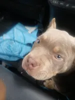 Lucy, a female American Bully for sale in Union, NJ – 2 of 10