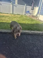 Lucy, a female American Bully for sale in Union, NJ – 3 of 10