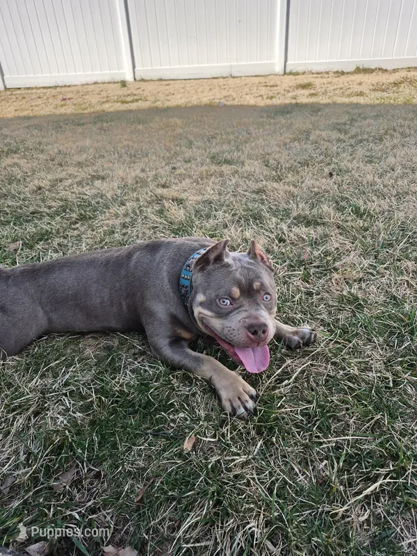 Lucy – American Bully puppy for sale in Union, NJ