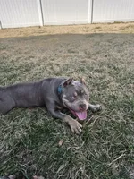 Lucy, a female American Bully for sale in Union, NJ – 1 of 10