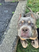 Lucy, a female American Bully for sale in Union, NJ – 6 of 10