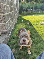 Lucy, a female American Bully for sale in Union, NJ – 7 of 10
