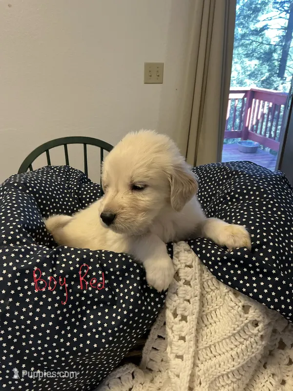Golden Pyrenees Boy Red – Golden Pyrenees puppy for sale in Divide, CO