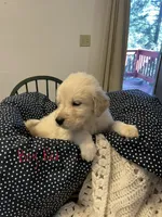 Golden Pyrenees Boy Red, a male Golden Pyrenees for sale in Divide, CO – 1 of 1