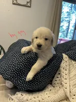 Golden Pyrenees Boy Dark Grey, a male Golden Pyrenees for sale in Divide, CO – 1 of 1