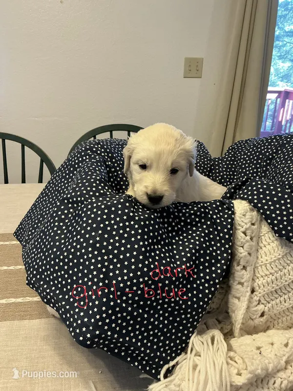 Golden Pyrenees Girl Dark Blue – Golden Pyrenees puppy for sale in Divide, CO