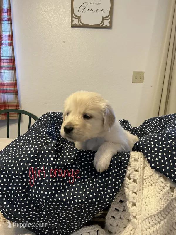 Golden Pyrenees Girl Orange – Golden Pyrenees puppy for sale in Divide, CO