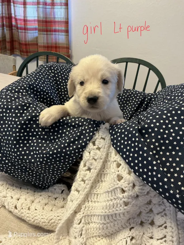 Golden Pyrenees Girl Purple – Golden Pyrenees puppy for sale in Divide, CO