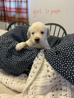 Golden Pyrenees Girl Purple, a female Golden Pyrenees for sale in Divide, CO – 1 of 1