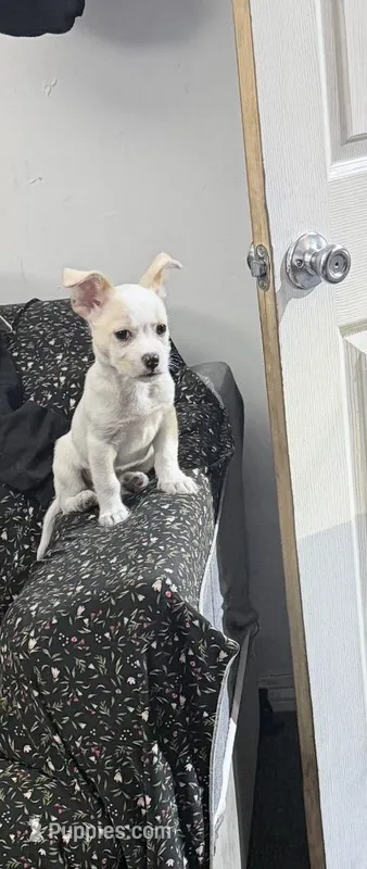 Menace – Chihuahua puppy for sale in Van Nuys, CA