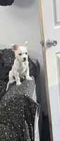 Menace, a male Chihuahua for sale in Van Nuys, CA – 1 of 1