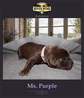 Miss Purple, a male Labrador Retriever for sale in Whitney, TX – 2 of 2