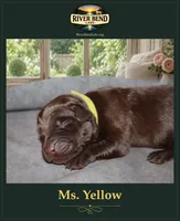 Miss Yellow, a female Labrador Retriever for sale in Whitney, TX – 2 of 2