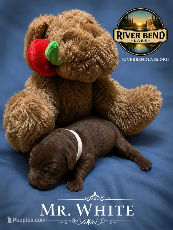 Mr. White – Labrador Retriever puppy for sale in Whitney, TX