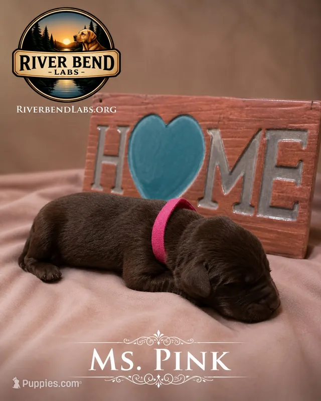 Ms. Pink – Labrador Retriever puppy for sale in Whitney, TX