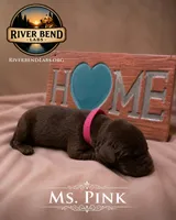 Ms. Pink, a female Labrador Retriever for sale in Whitney, TX – 1 of 1