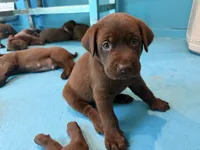Ms. Brown, a female Labrador Retriever for sale in Whitney, TX – 9 of 10