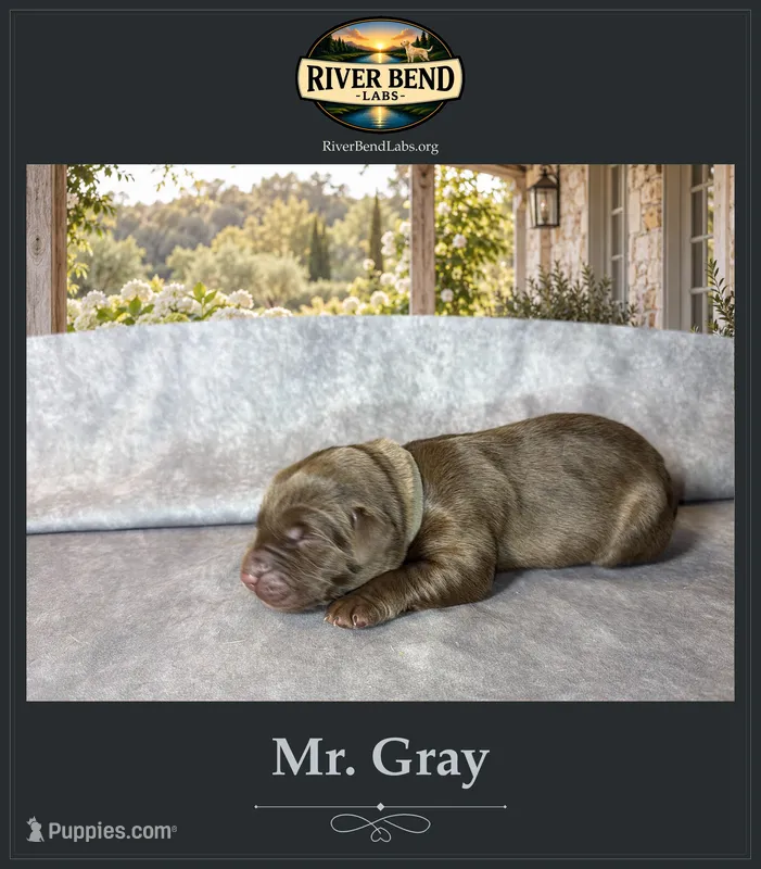Mr. Gray – Labrador Retriever puppy for sale in Whitney, TX