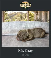 Mr. Gray, a male Labrador Retriever for sale in Whitney, TX – 1 of 2