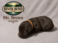 Ms. Pink, a female Labrador Retriever for sale in Whitney, TX – 9 of 9