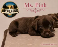 Ms. Pink, a female Labrador Retriever for sale in Whitney, TX – 5 of 9