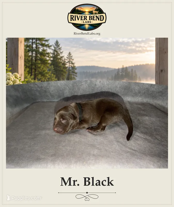 Mr. Black – Labrador Retriever puppy for sale in Whitney, TX