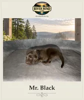 Mr. Black, a male Labrador Retriever for sale in Whitney, TX – 1 of 2