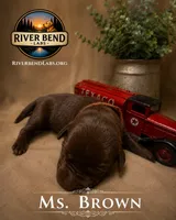 Ms. Brown, a female Labrador Retriever for sale in Whitney, TX – 1 of 1