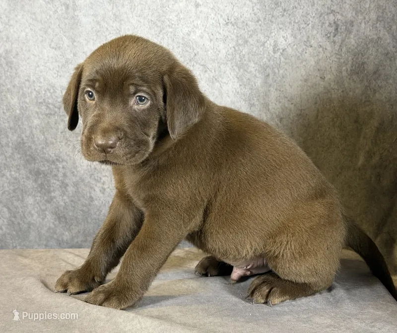 Ms. Brown – Labrador Retriever puppy for sale in Whitney, TX