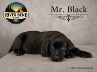 Mr. Black, a male Labrador Retriever for sale in Whitney, TX – 9 of 10