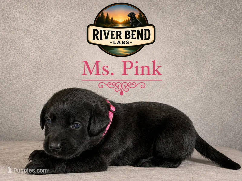Ms. Pink – Labrador Retriever puppy for sale in Whitney, TX