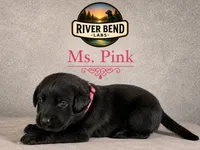 Ms. Pink, a female Labrador Retriever for sale in Whitney, TX – 2 of 9