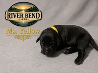 Ms. Blue, a female Labrador Retriever for sale in Whitney, TX – 7 of 9