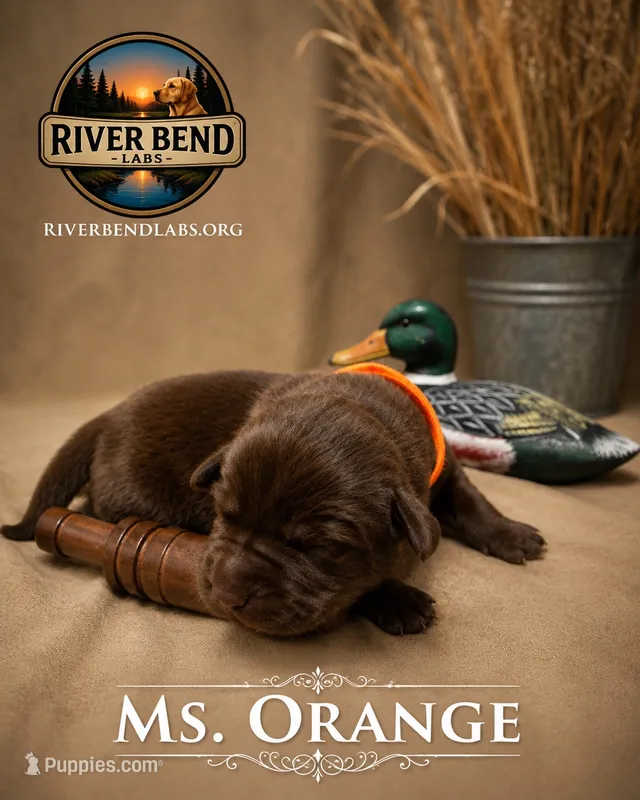 Ms. Orange – Labrador Retriever puppy for sale in Whitney, TX