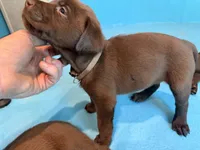 Ms. Brown, a female Labrador Retriever for sale in Whitney, TX – 10 of 10