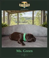 Miss Green, a female Labrador Retriever for sale in Whitney, TX – 2 of 2