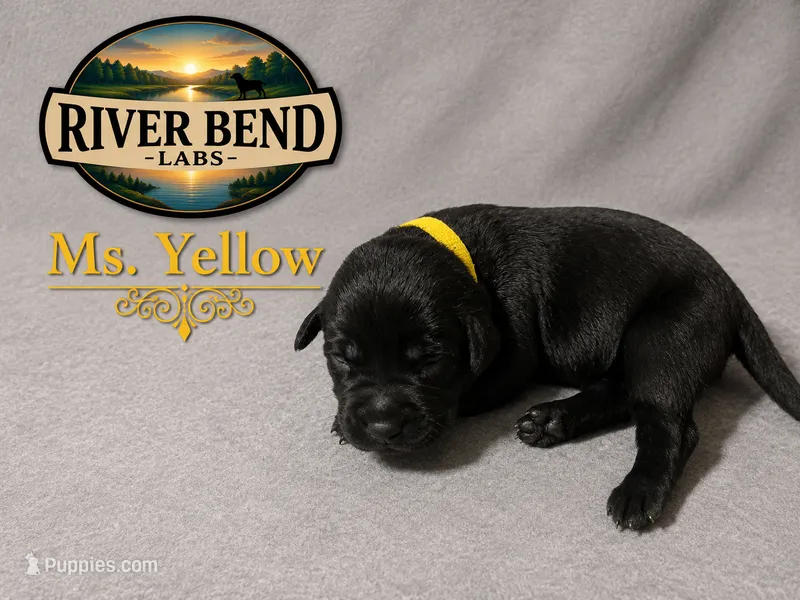Ms Yellow – Labrador Retriever puppy for sale in Whitney, TX