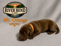 Ms. Brown, a female Labrador Retriever for sale in Whitney, TX – 5 of 9