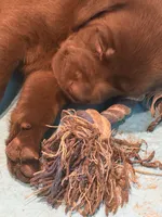 Ms. Brown, a female Labrador Retriever for sale in Whitney, TX – 2 of 10