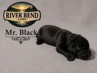 Ms. Gray, a female Labrador Retriever for sale in Whitney, TX – 5 of 9