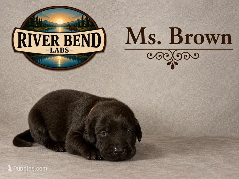 Ms. Brown – Labrador Retriever puppy for sale in Whitney, TX