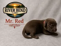 Ms Yellow, a female Labrador Retriever for sale in Whitney, TX – 5 of 9